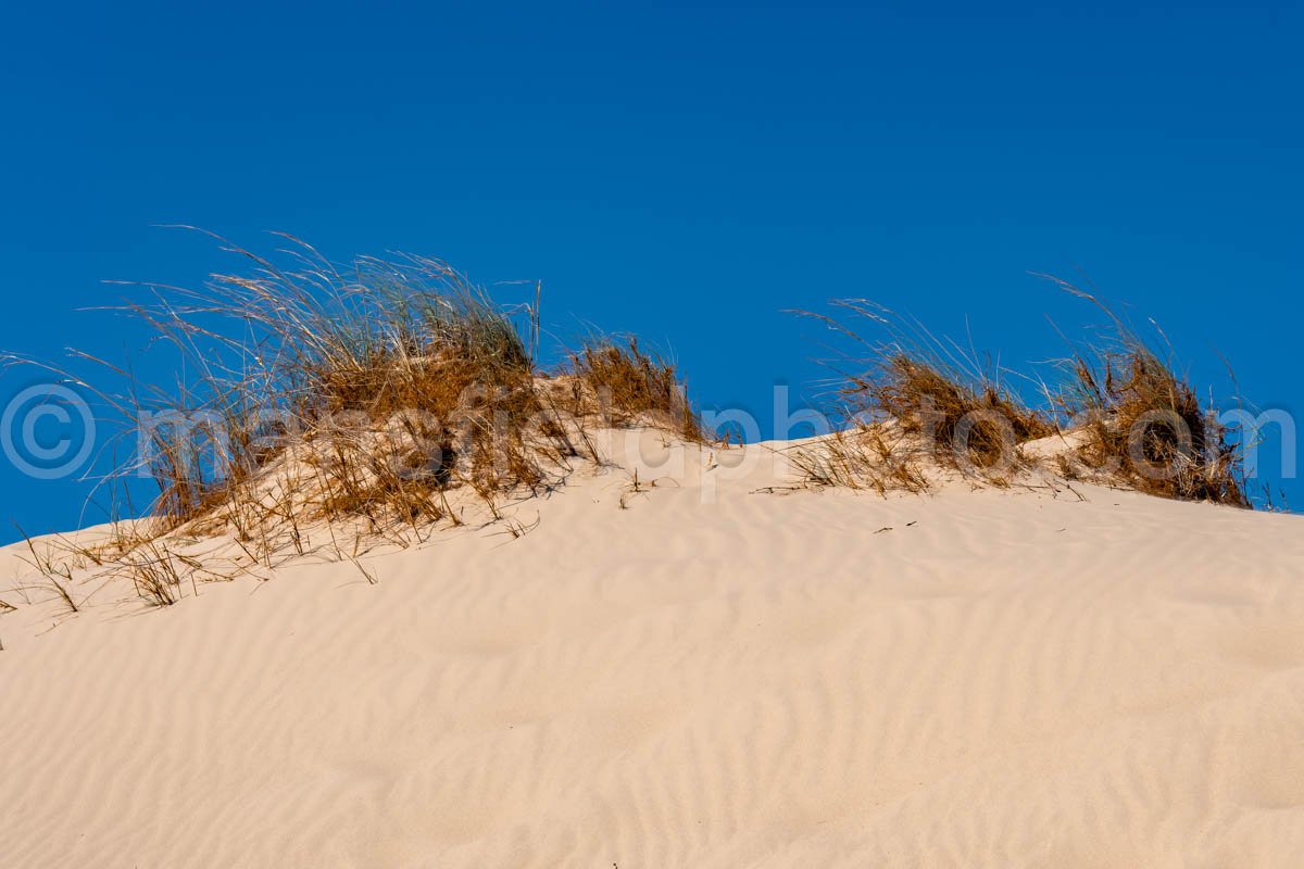 Monahans Sandhills State Park A4-21527