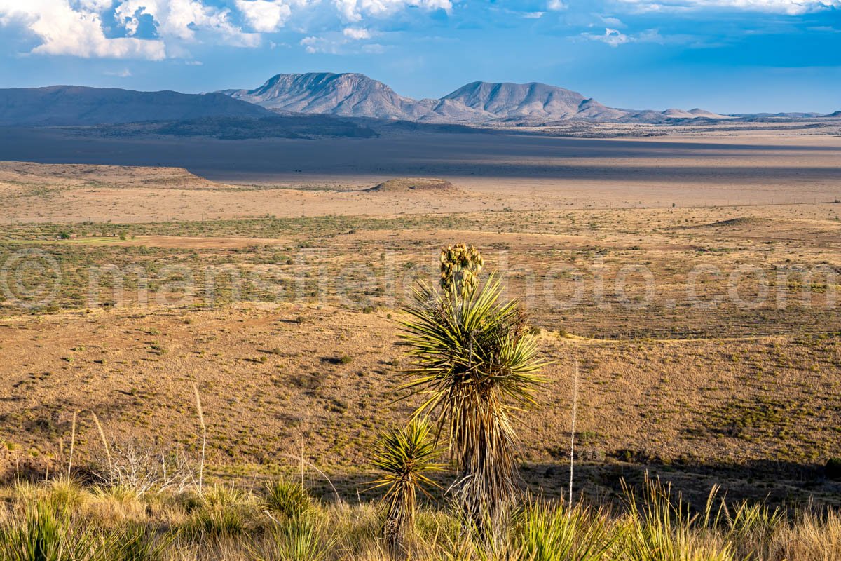 Yucca And The Haystacks, Texas A4-21619