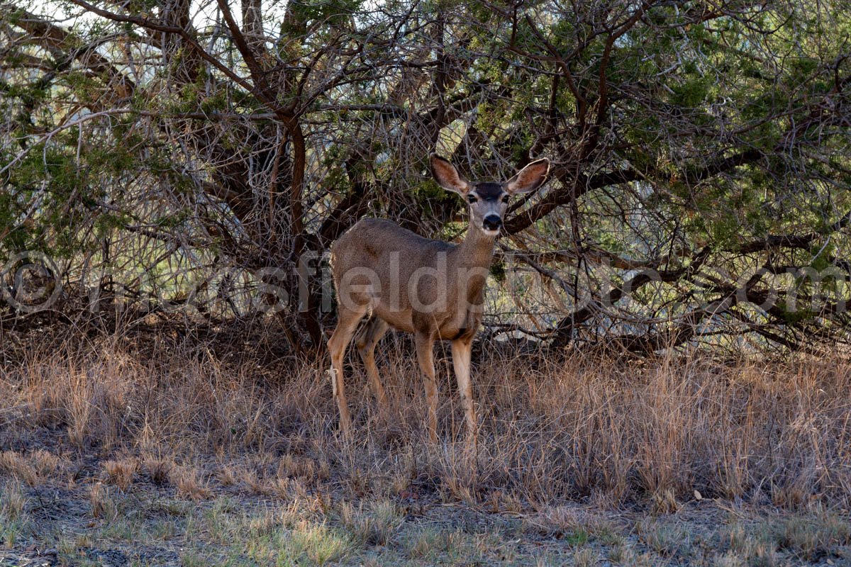 Deer in Davis Mountains State Park A4-21623