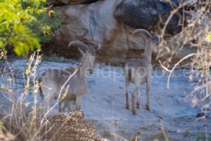 Barbary Sheep At Hueco Tanks East Mountain A4-21963 - Mansfield Photography