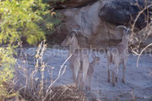 Barbary Sheep At Hueco Tanks East Mountain A4-21964 - Mansfield Photography