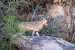 Barbary Sheep At Hueco Tanks East Mountain A4-21974 - Mansfield Photography