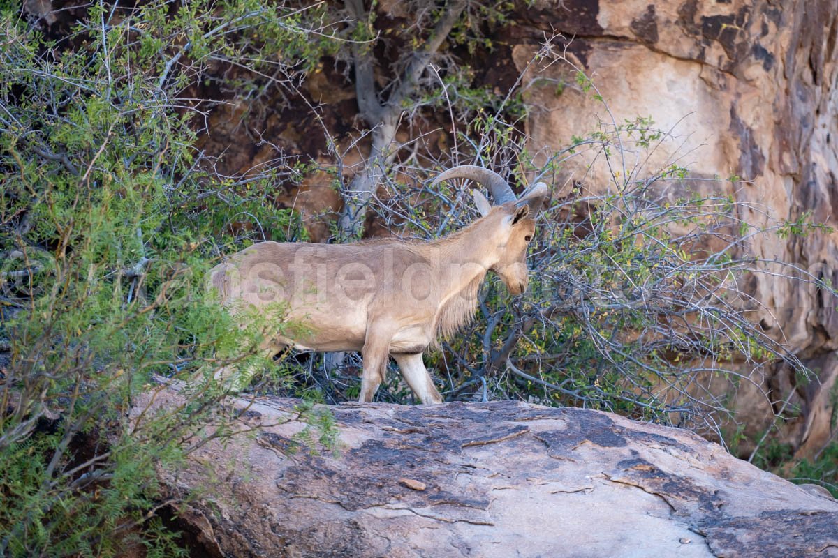 Barbary Sheep At Hueco Tanks East Mountain A4-21974