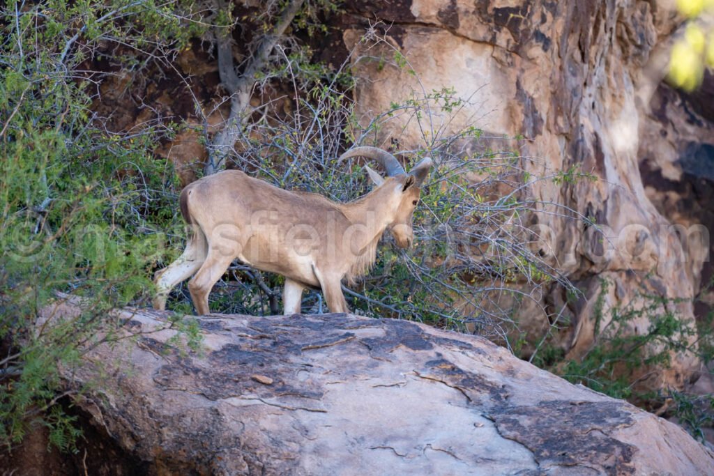 Barbary Sheep At Hueco Tanks East Mountain A4-21975 - Mansfield Photography