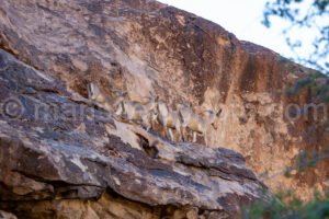 Barbary Sheep, Hueco Tanks East Mountain A4-21991 - Mansfield Photography