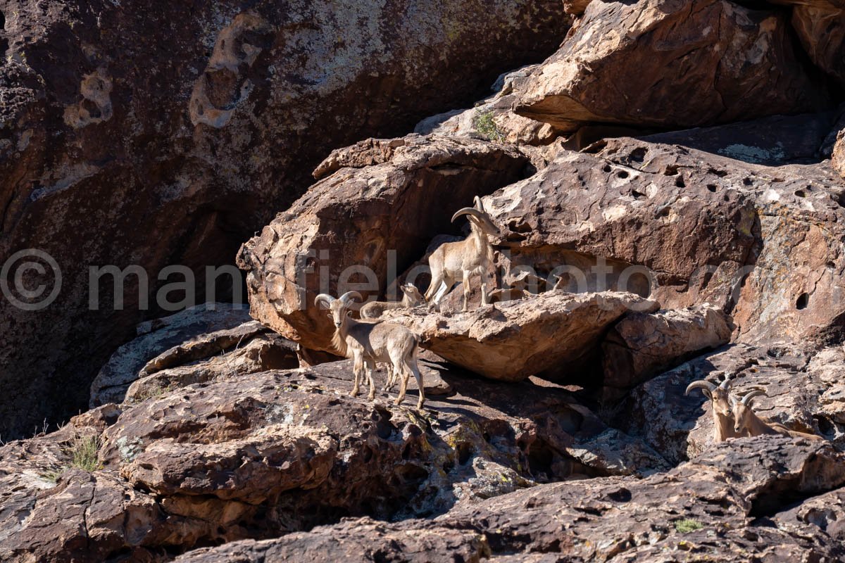 Hueco Tanks East Mountain A4-21995