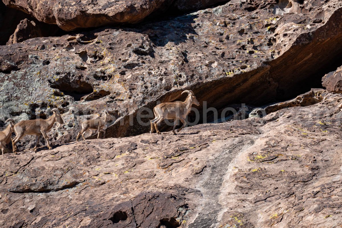 Hueco Tanks East Mountain A4-21997