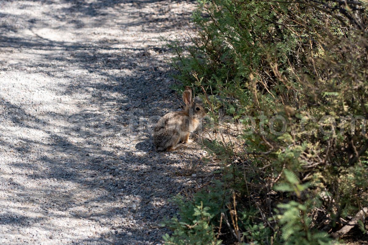 Rabbit at Hueco Tanks, Texas A4-22035