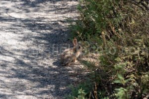 Rabbit At Hueco Tanks, Texas A4-22037 - Mansfield Photography