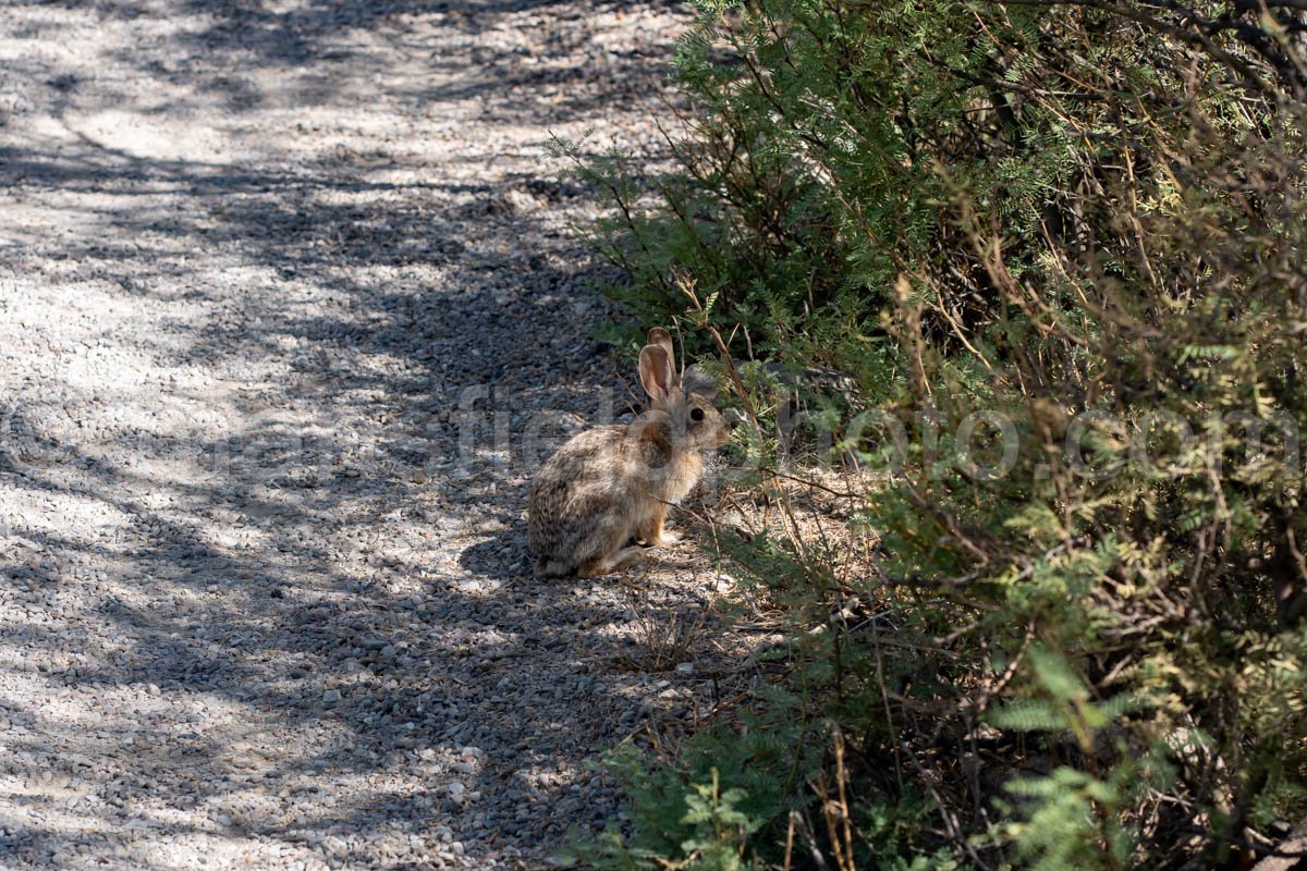 Rabbit at Hueco Tanks, Texas A4-22037