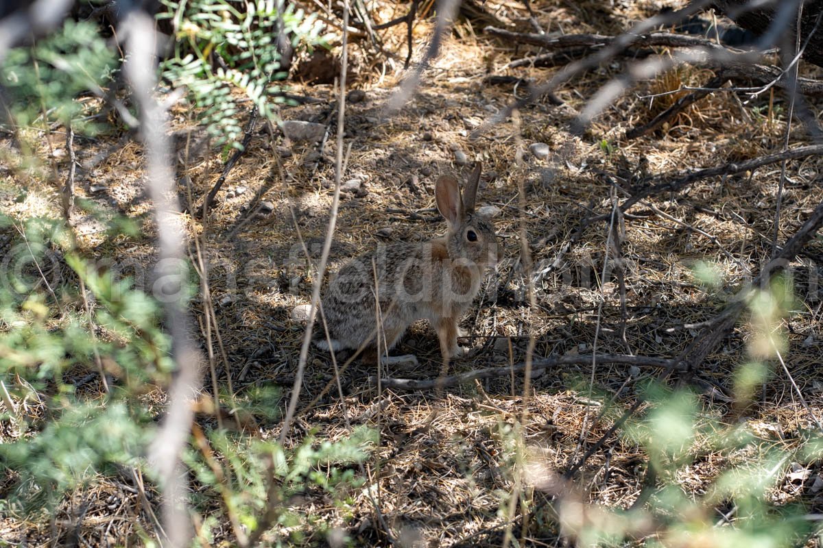 Rabbit at Hueco Tanks, Texas A4-22039