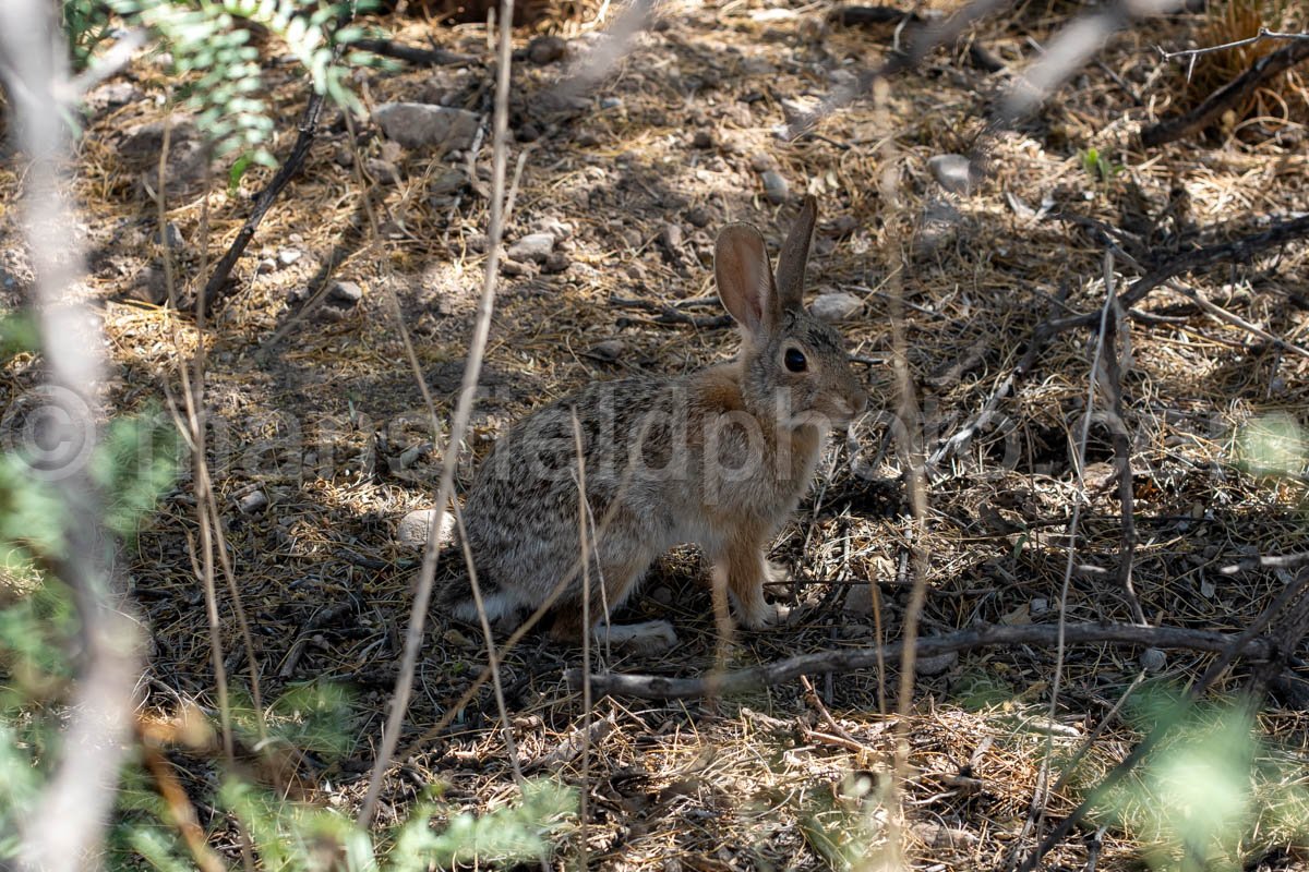 Rabbit at Hueco Tanks, Texas A4-22040