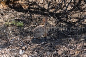 Rabbit At Hueco Tanks, Texas A4-22043 - Mansfield Photography