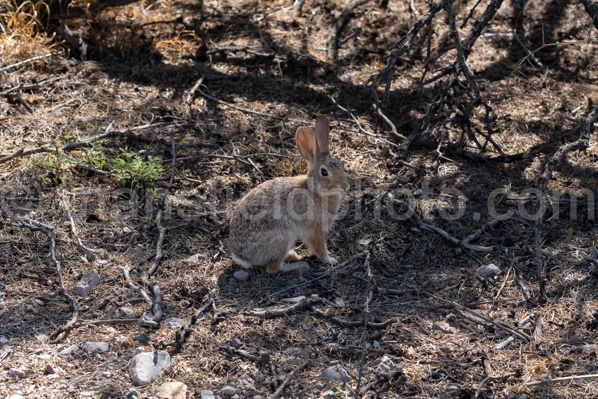 Rabbit at Hueco Tanks, Texas A4-22043