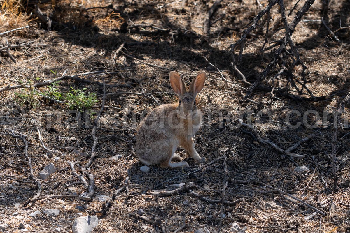 Rabbit at Hueco Tanks, Texas A4-22044