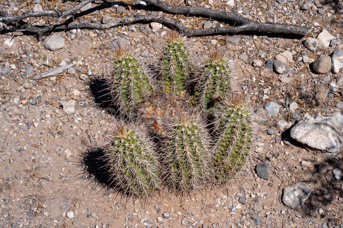 Hedgehog Cactus, Hueco Tanks A4-22060