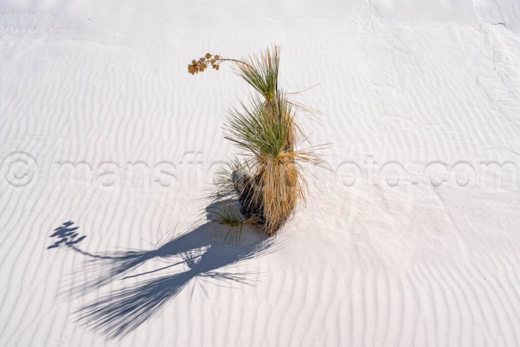 White Sands National Park, New Mexico A4-22091 - Mansfield Photography