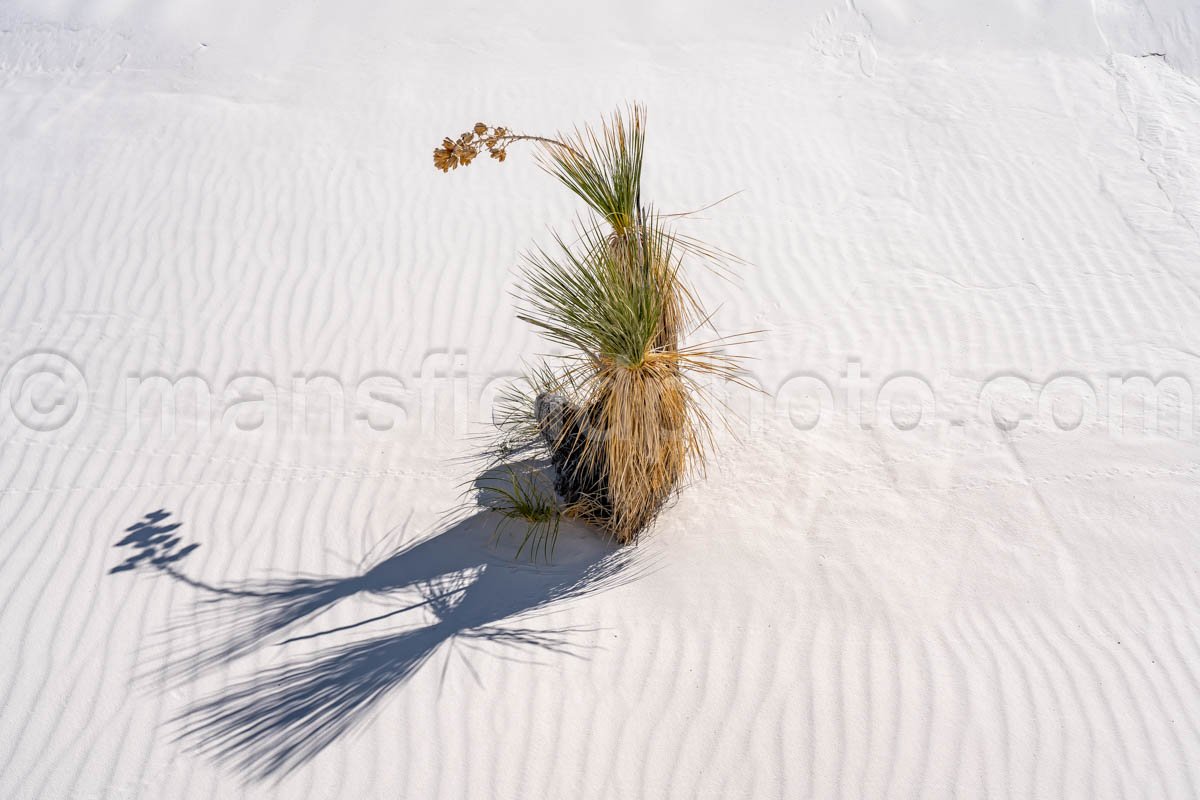 White Sands National Park, New Mexico A4-22091