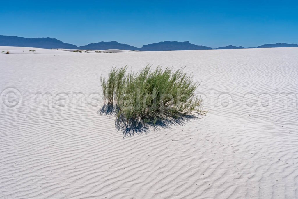 White Sands National Park, New Mexico A4-22096 - Mansfield Photography