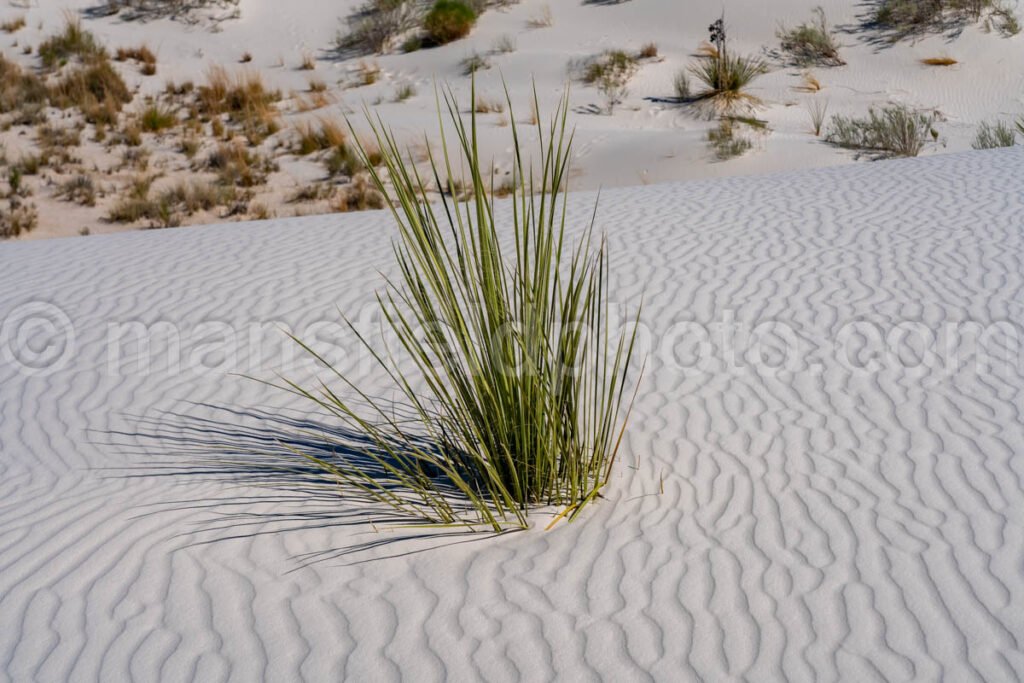 White Sands National Park, New Mexico A4-22097 - Mansfield Photography