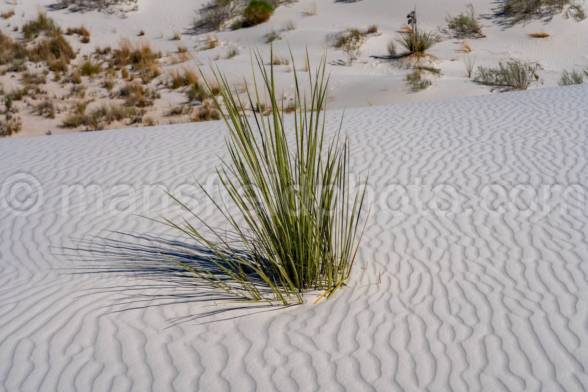 White Sands National Park, New Mexico A4-22097