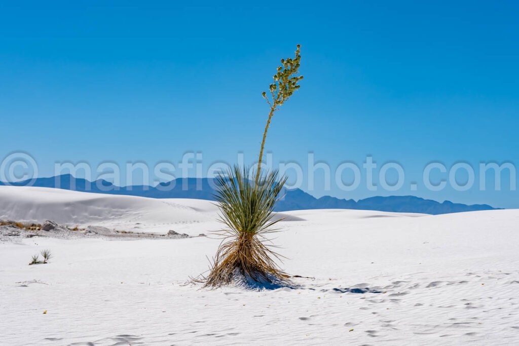 White Sands National Park, New Mexico A4-22100 - Mansfield Photography