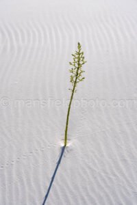 White Sands National Park, New Mexico A4-22102 - Mansfield Photography