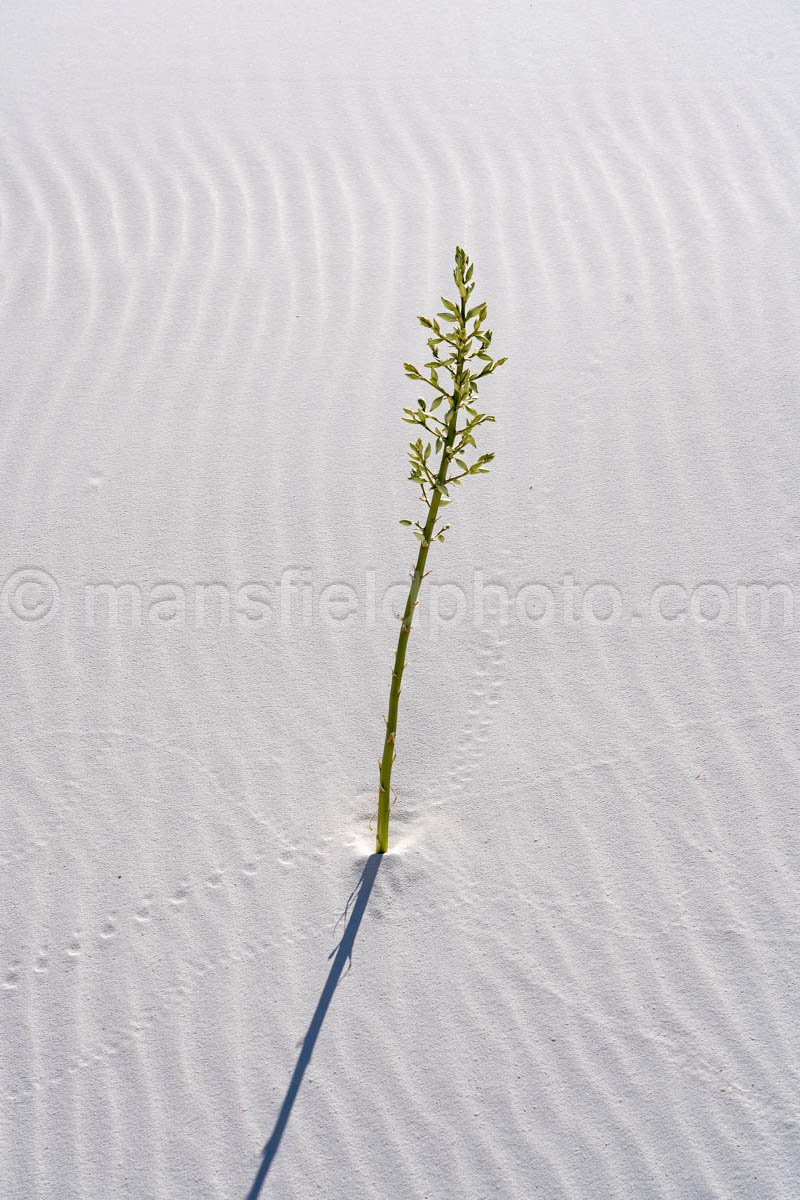 White Sands National Park, New Mexico A4-22102