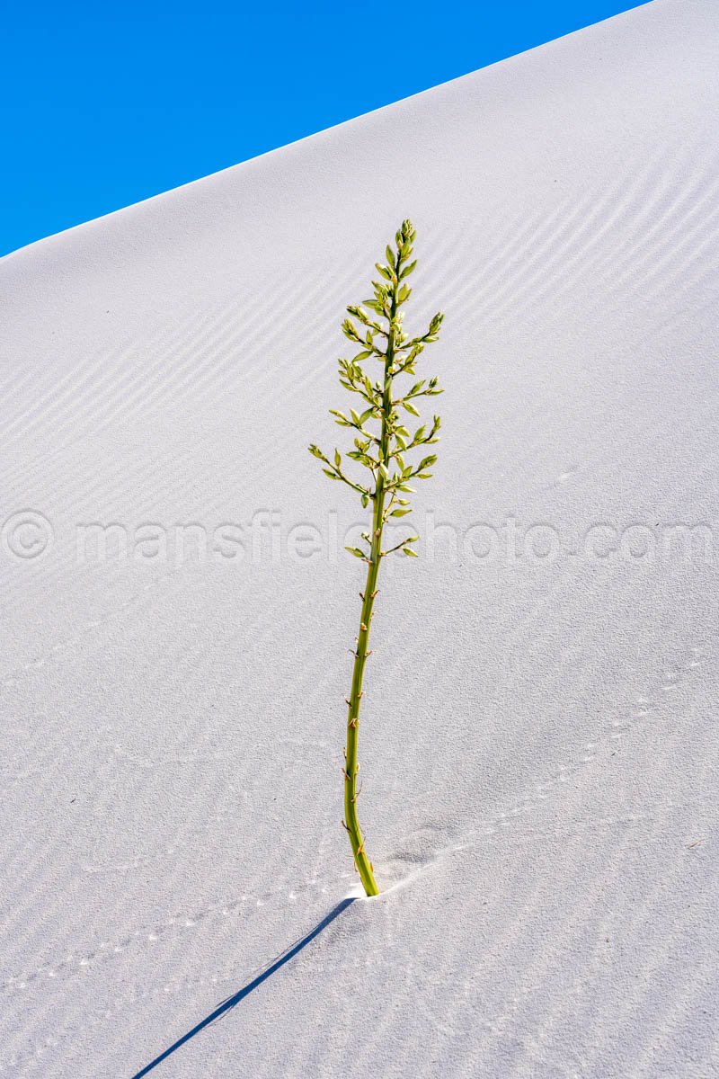 White Sands National Park, New Mexico A4-22106