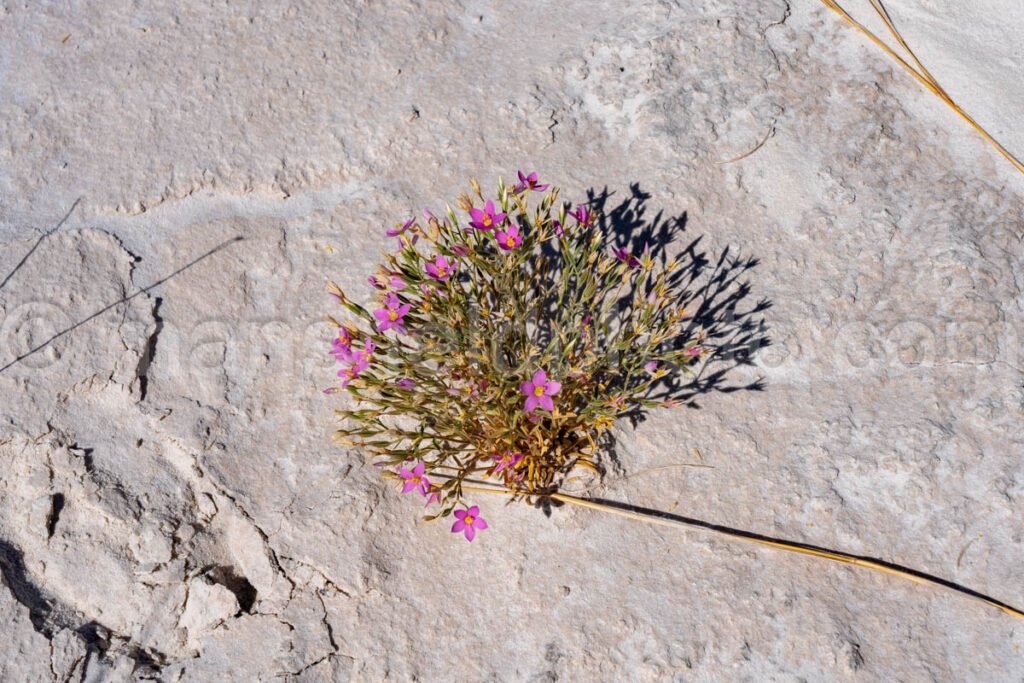 Flowers At White Sands National Park A4-22111 - Mansfield Photography