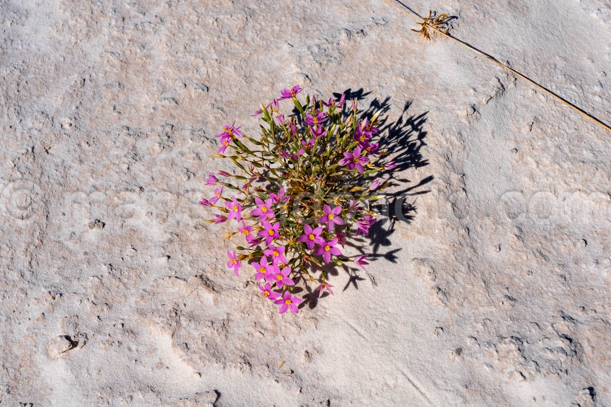 Flowers at White Sands National Park A4-22112