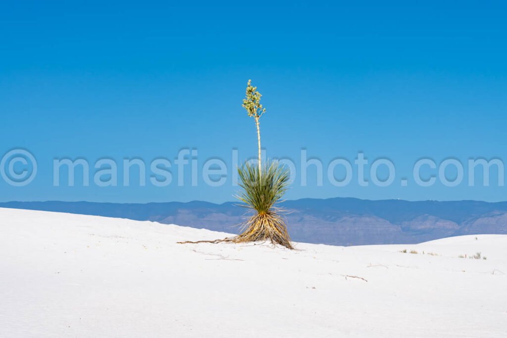 White Sands National Park, New Mexico A4-22116 - Mansfield Photography