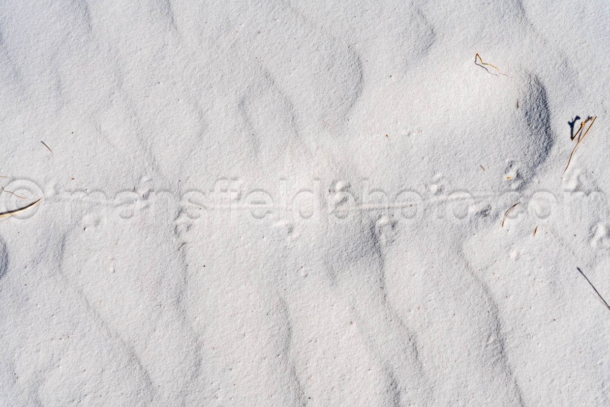 Tracks at White Sands National Park A4-22117