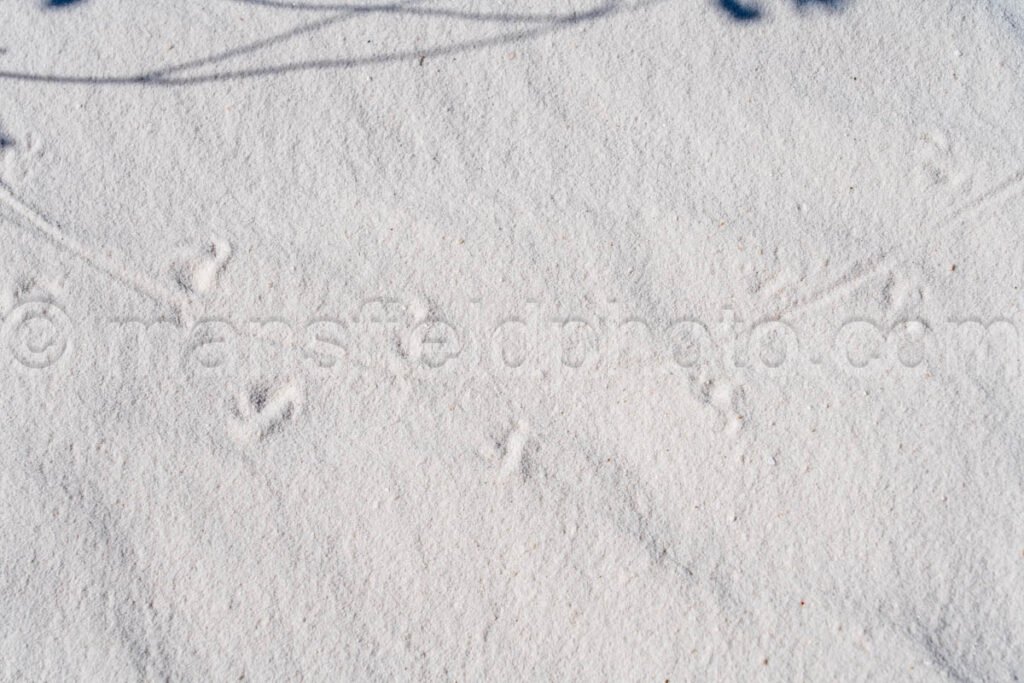 Tracks At White Sands National Park A4-22118 - Mansfield Photography