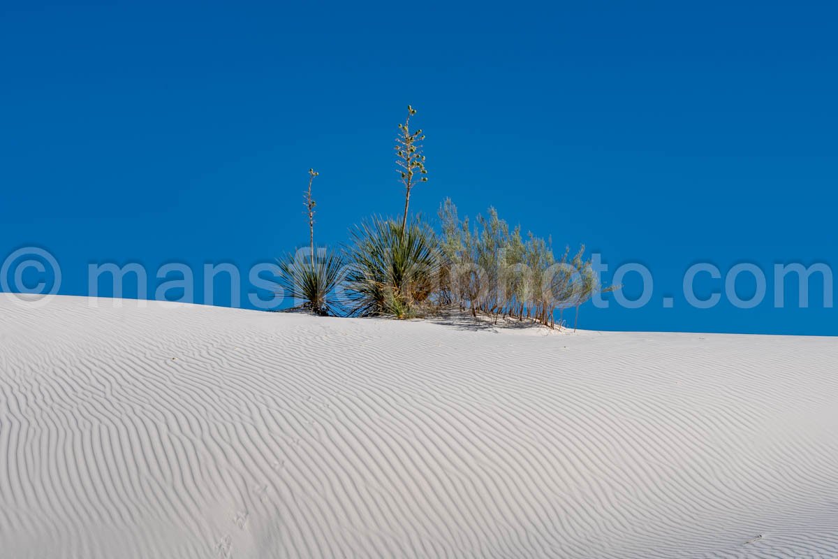 Yucca In White Sands National Park A4-22136