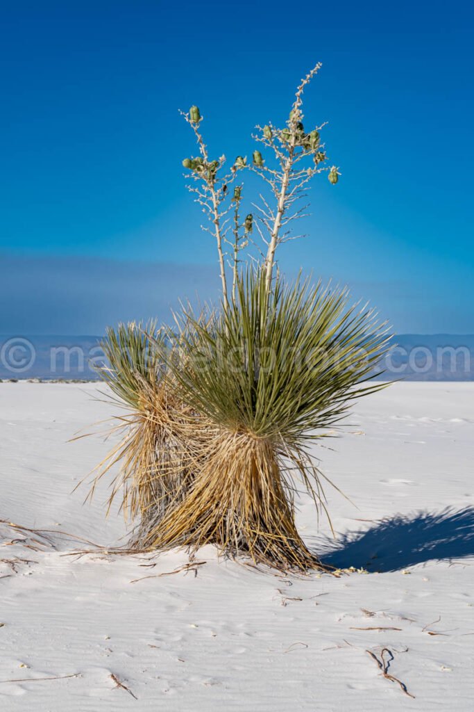 Yucca In White Sands National Park A4-22137 - Mansfield Photography