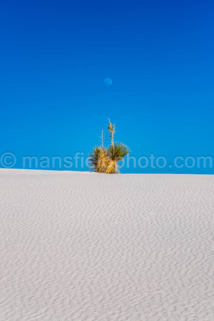 Moon And Yucca In White Sands National Park A4-22138 - Mansfield Photography