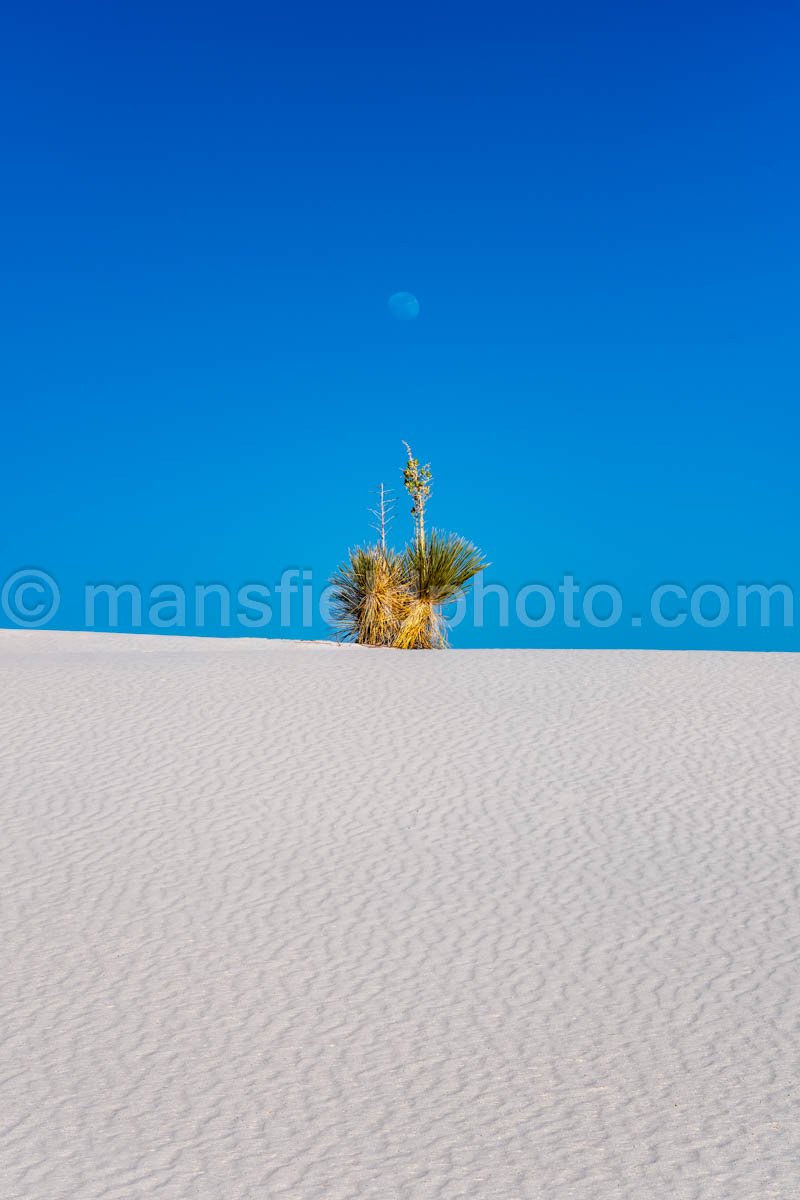 Moon and Yucca in White Sands National Park A4-22138