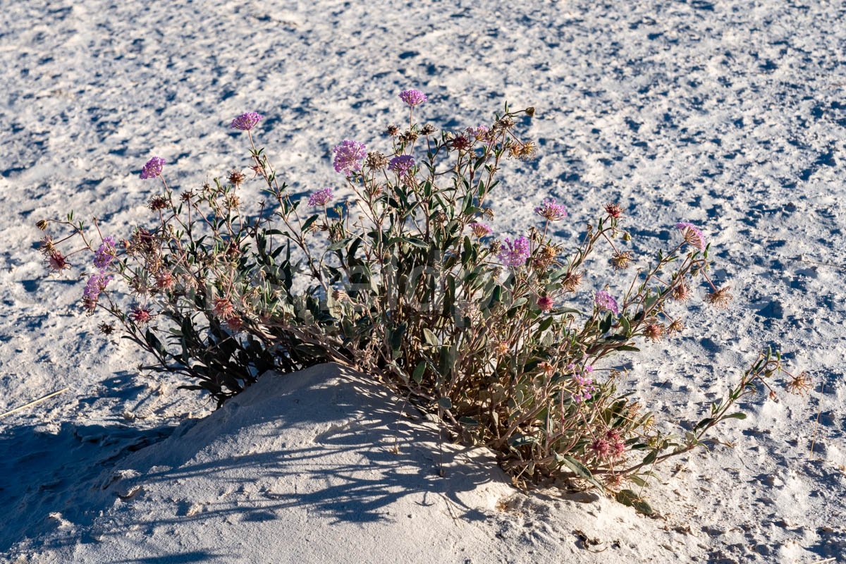 Desert Flowers at White Sands National Park A4-22165