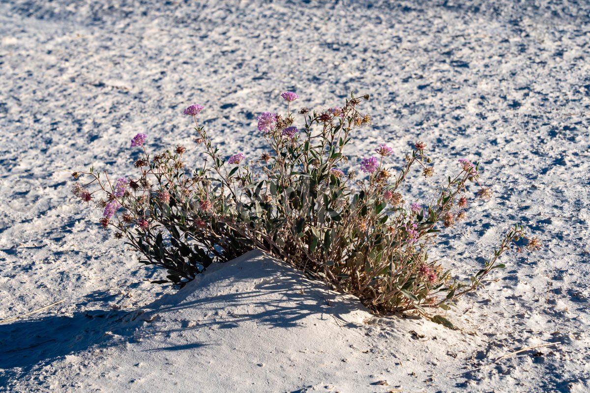 Desert Flowers at White Sands National Park A4-22166