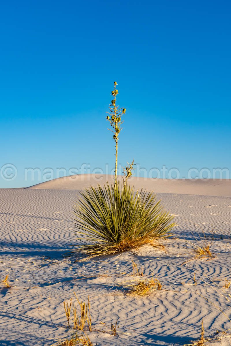 Yucca In White Sands National Park A4-22192