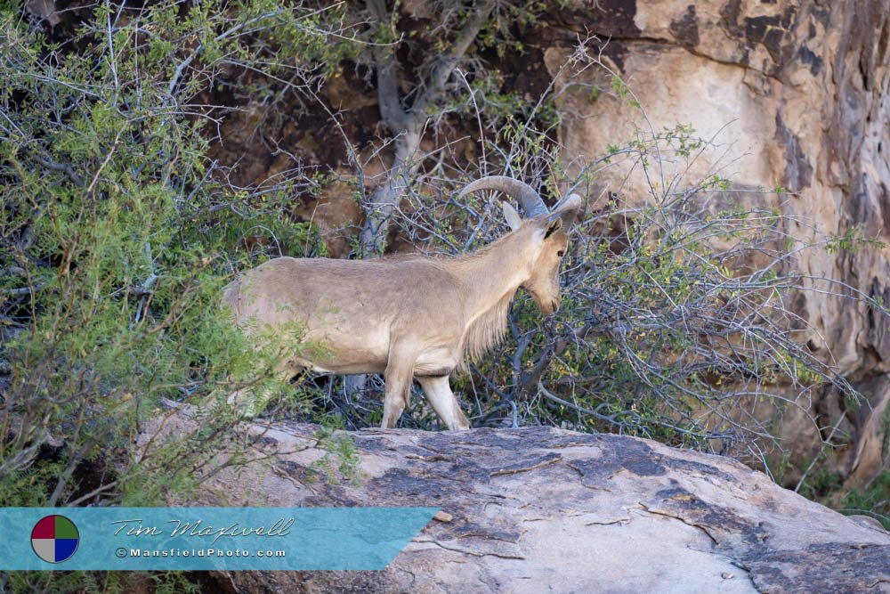 Barbary Sheep At Hueco Tanks East Mountain