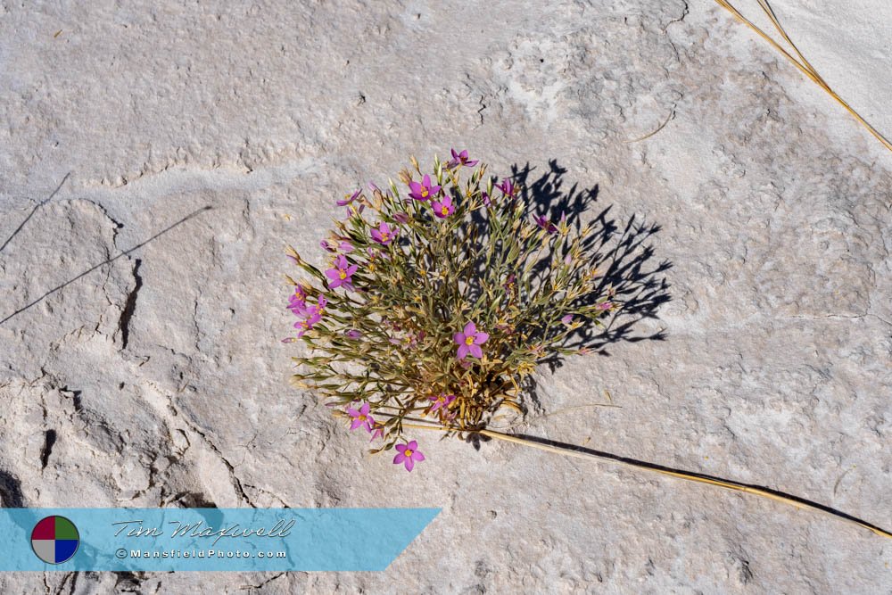 Sand Verbena Flowers At White Sands National Park