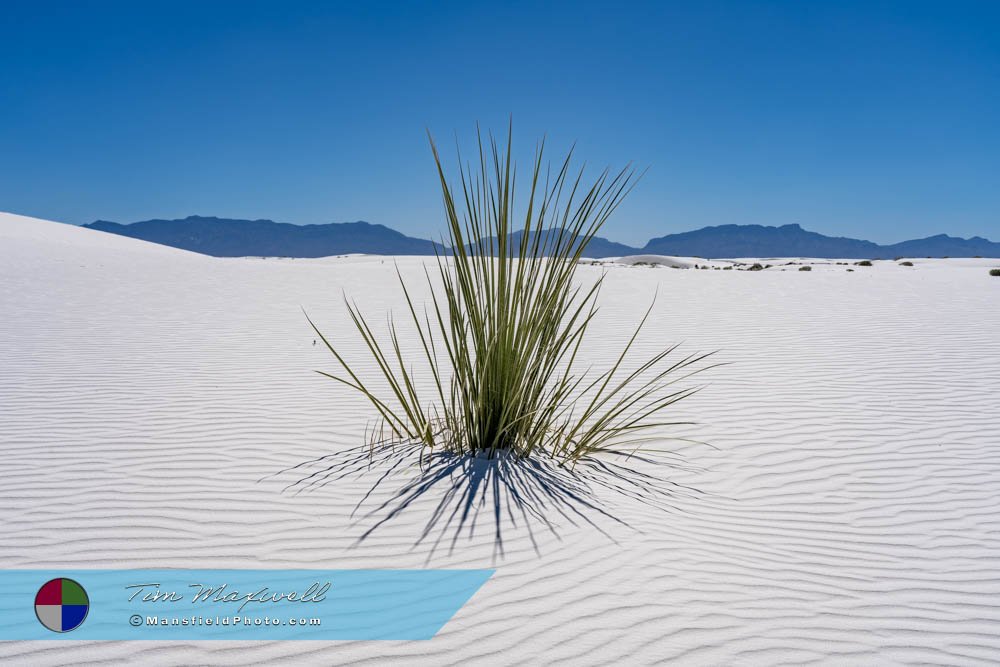 Yucca In White Sands National Park, New Mexico