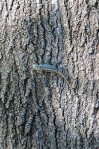 Find The Lizard A4-22292 - Mansfield Photography