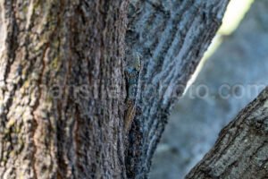 Find The Lizard A4-22299 - Mansfield Photography
