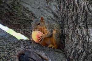 Squirrel Eating Peach A4-22304 - Mansfield Photography
