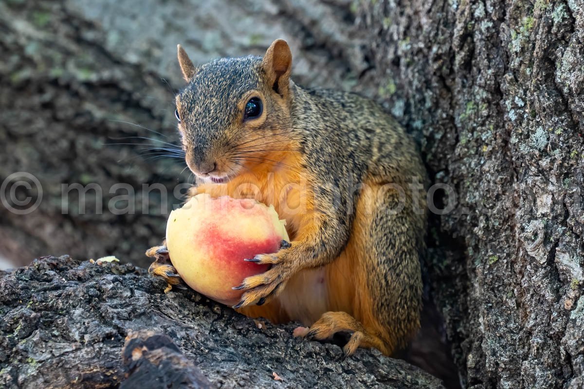 Squirrel Eating Peach A4-22306