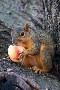 Squirrel Eating Peach A4-22314 - Mansfield Photography