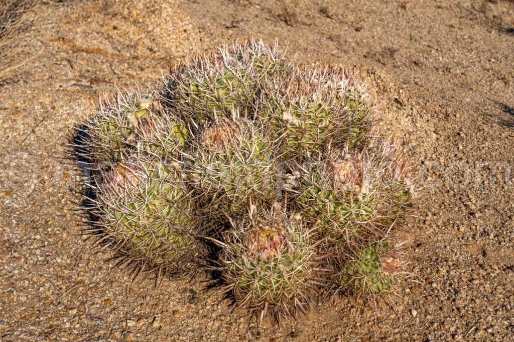 Barrel Cactus In Alabama Hills, Ca